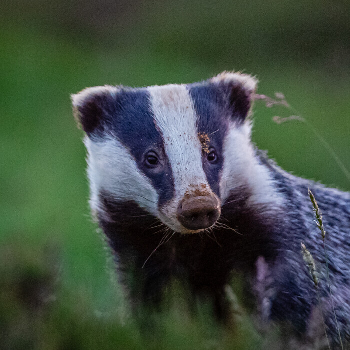 Badgers