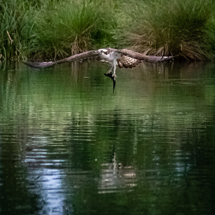 Ospreys