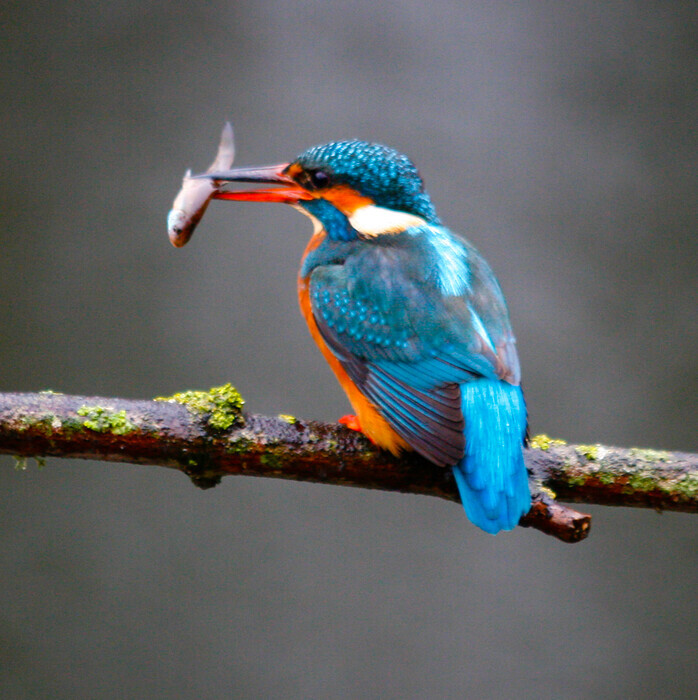 Kingfishers 
A Kingfisher exiting the water with a minnow in it's beak.